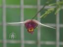 Scaphosepalum flower