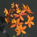 Orange Epidendrum flowers