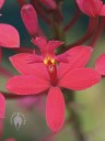Red Epidendrum flower