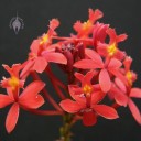 Red Epidendrum flowers