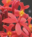 Red Epidendrum flowers