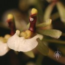 Ornithophora flower close up