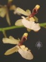 Ornithophora flowers