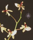 Ornithophora flowers