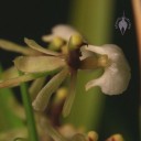 Ornithophora flower close up