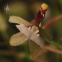 Ornithophora flower close up