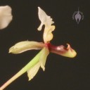 Ornithophora flower side view