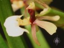 Ornithophora flower close up