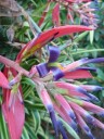 Bromeliad flowers