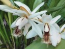 Coelogyne flowers