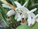 Coelogyne flowers