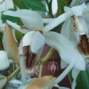 Coelogyne flower