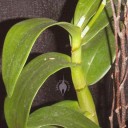 Dendrobium stem and leaves