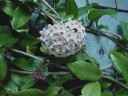 Waxplant flowers, buds and vine