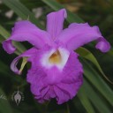 Sobralia flower