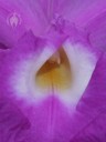 Sobralia flower close up