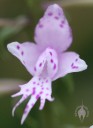 Stenoglottis flower