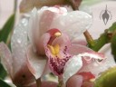 Cymbidium flowers after rain