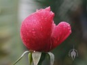Rose after rainfall