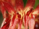 Trichosalpinx flowers close-up