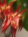 Trichosalpinx flowers