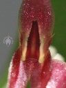 Trichosalpinx flower close-up