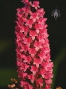 Arpophyllum flower spike