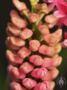 Arpophyllum flower buds