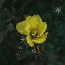 Flower in Golden Gate Park