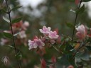 Flowers in Golden Gate Park