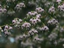 Flowers in Golden Gate Park