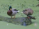 Ducks in Golden Gate Park