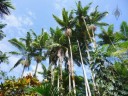 Palms at Hawaii Tropical Botanical Garden