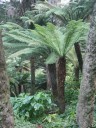 Tree Ferns in Golden Gate Park