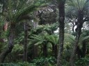 Tree Ferns in Golden Gate Park