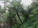 Tree Ferns in Golden Gate Park