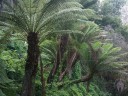 Tree Ferns in Golden Gate Park