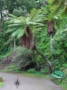 Tree Fern above park bench and path