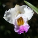Arundina flower on Kilauea