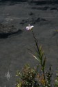 Arundina plant with flower on Kilauea