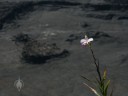 Arundina orchid overlooking Kilauea crater