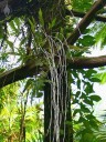 White orchid roots hanging in the air