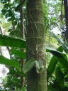 Phalaenopsis plant with roots attached to tree