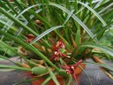 Maxillaria flowers and leaves