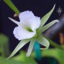 Oeoniella flower