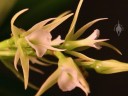 Oeoniella flowers with aphids