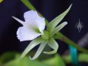 Oeoniella flower