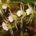 Oeoniella flowers