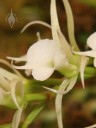 Oeoniella flower