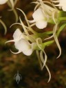 Oeoniella flowers
